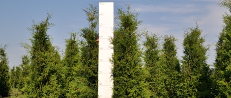 Thuja occidentalis 'Brabant'