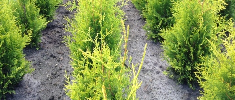 Thuja occ. 'Golden Brabant'