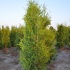 Thuja occidentalis 'Brabant' 80-100 cm 