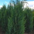 Chamaecyparis lawsoniana 'Columnaris' 150-175 cm langere levertijd 