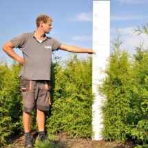 Thuja occidentalis 'Frieslandia' 125-150 UITVERKOCHT