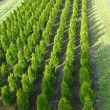 Thuja occidentalis 'Smaragd' 150-175 cm 