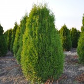 Thuja occidentalis 'Smaragd' (12)